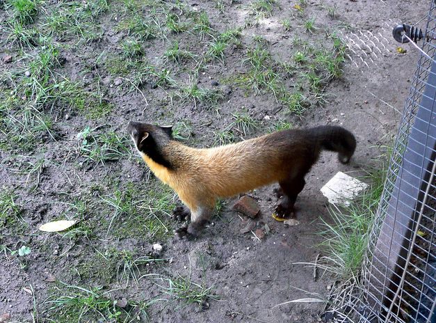  p>黄喉貂婆罗洲亚种属中小型兽类,因前胸部具有明显的黄橙色喉斑而得