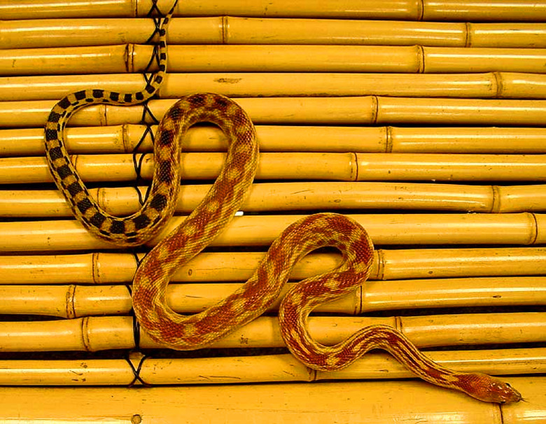  p>游蛇科 (colubridae)动物, a href="#" data-lemmaid="8074290">学