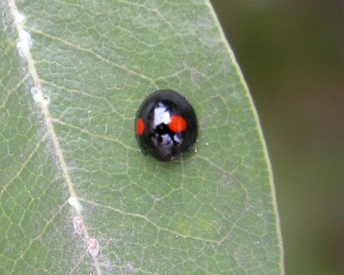 这类瓢虫的特点是鞘翅基部的三角形小盾片很大,因而叫显盾瓢虫.