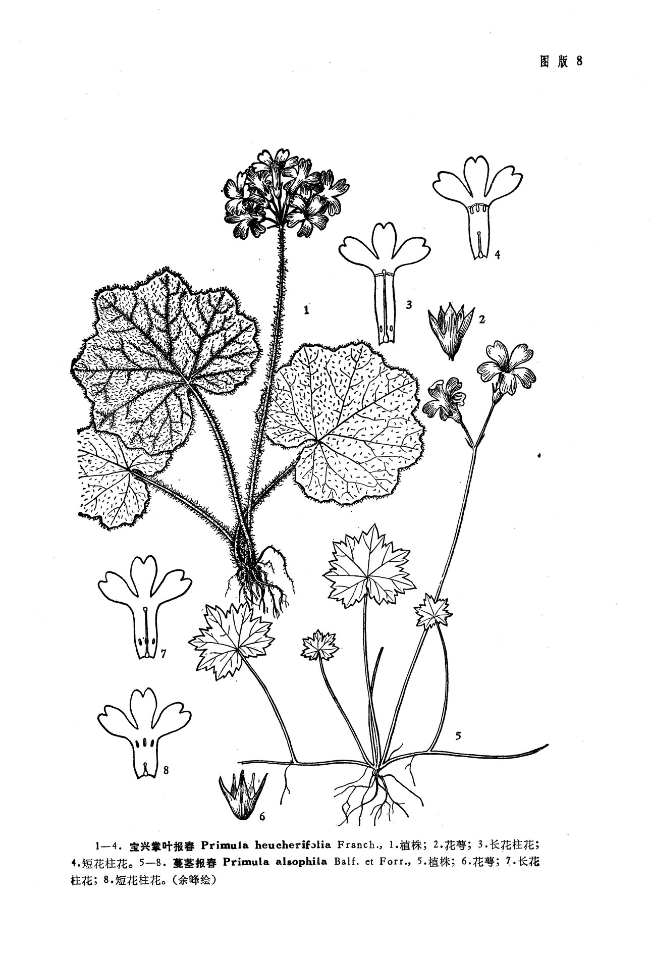  p>蔓茎报春( a target="_blank" href="/item/学名/8074290" data