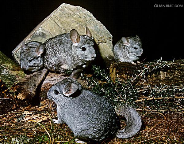  p> a target="_blank" href="/item/毛丝鼠/3032766" data-lemmaid="