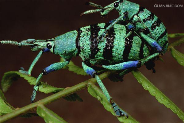  p> a href="#">鞘翅目 /a>(coleoptera)象甲科( i>curculionidae