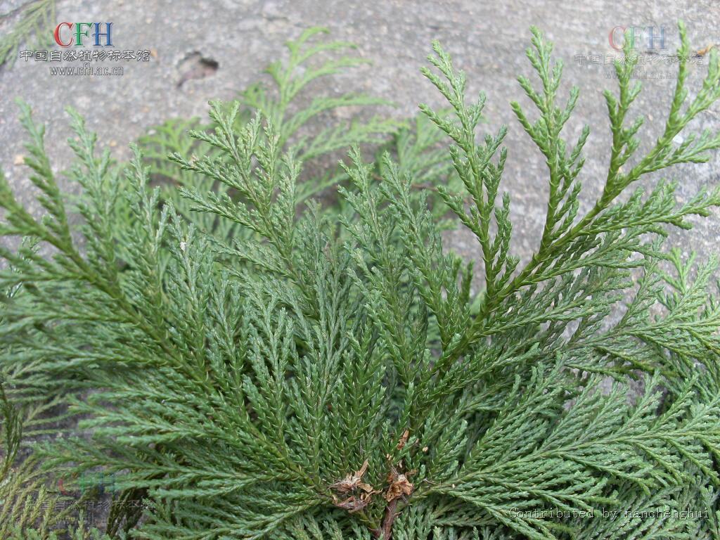 chamaecyparis pisifera (sieb. et zucc.) endl.