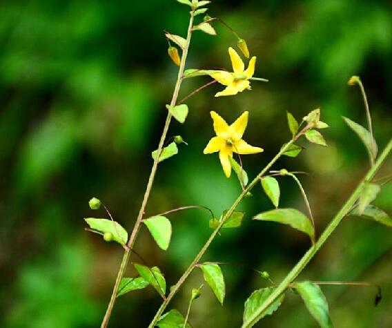  p>细梗香草(学名: i>lysimachia capillipes /i> hemsl.