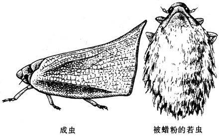  p>茶树白蛾蜡蝉, a href="#" data-lemmaid="30467">昆虫 /a>名,为同