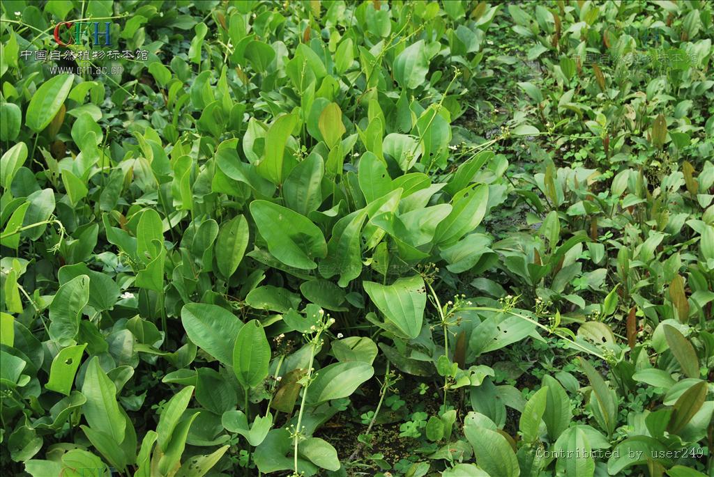 htn">泽苔草属,一类 a target="_blank" href="/item/泽泻科/860867"