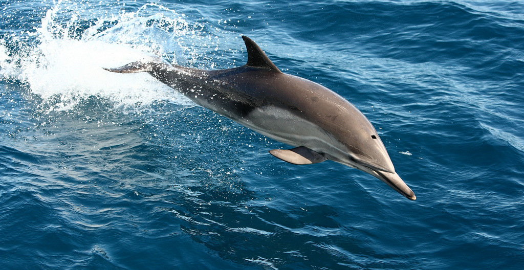 long-beaked common dolphin