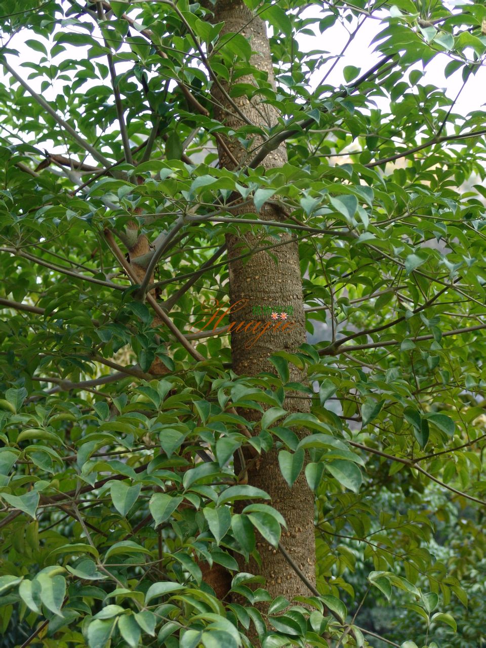  a href="#" data-lemmaid="10213349">罗伞属 /a>的一种乔木,树皮灰