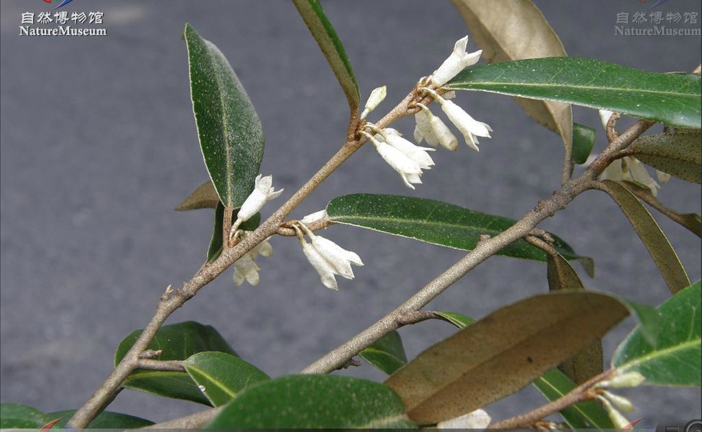 elaeagnus pungens thunb.