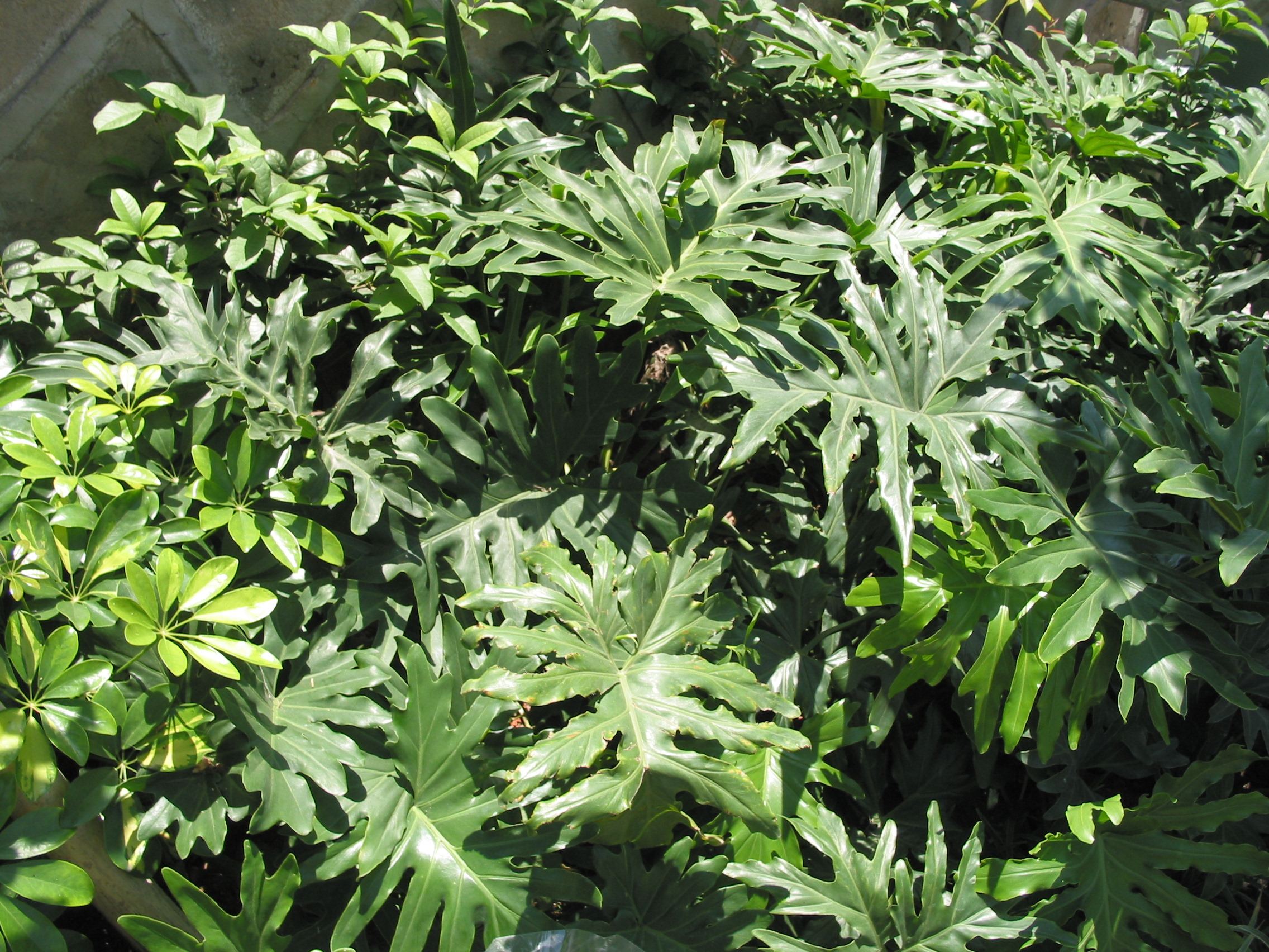  p>龟背竹 i>(学名:monstera deliciosa liebm.