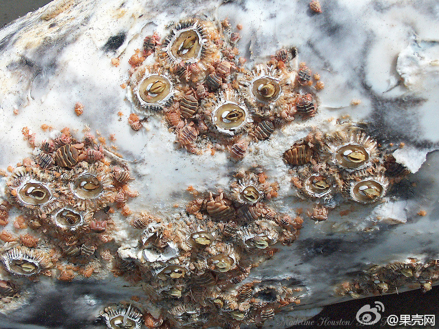  p>鲸虱(学名cyamidae)是 a href="#">节肢动物 /a>门软甲纲的海洋 a