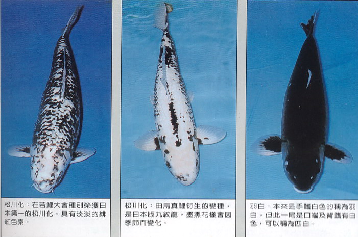  p>九纹龙锦鲤是锦鲤的一种,分布在中国和日本,特征是墨黑变化激烈如