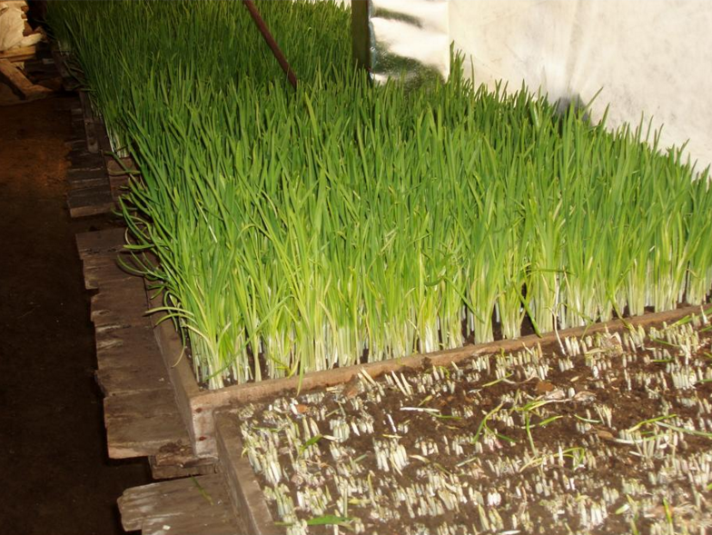  p>软化栽培是使某些蔬菜在黑暗或弱光条件下生长并形成柔软,黄化器官