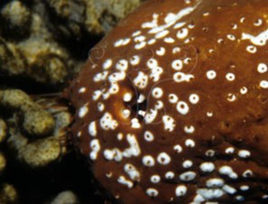  p data-id="gn761gh7fj">白底辐肛参,又名赤瓜参, 白底靴参, 靴海参