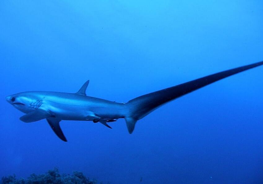  p>狐形长尾鲨(学名: i>alopias vulpinus /i>)是长尾鲨科,长尾鲨属