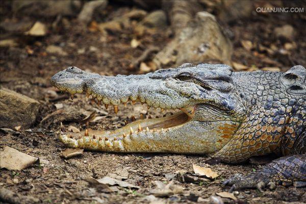  p>湾鳄(学名: i>crocodylus porosus /i>)是鳄科,鳄属的一种鳄鱼.