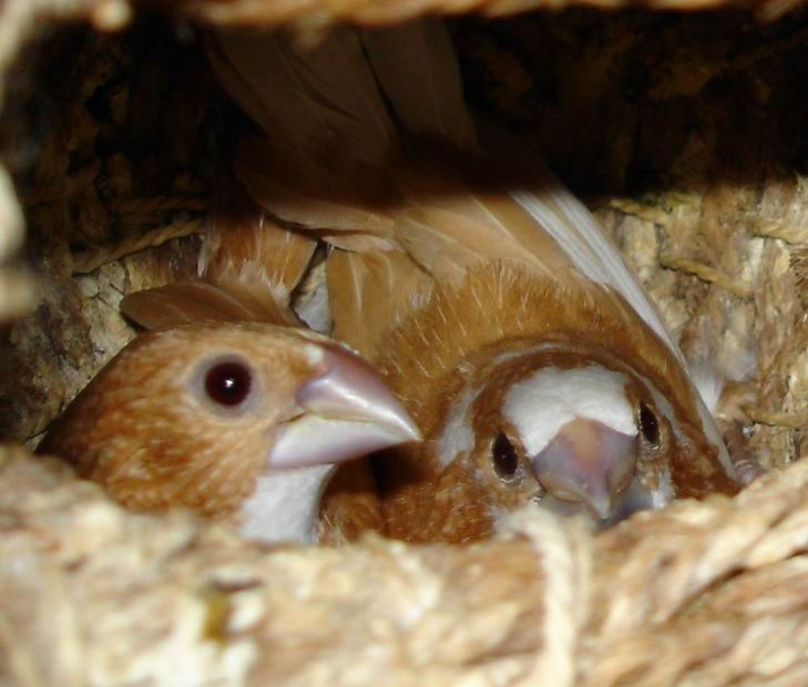  p>保姆鸟就是十姐妹鸟,十姐妹鸟又名 a target="_blank" href="/item