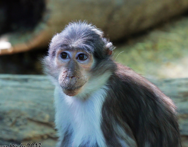  p>白枕白眉猴(学名: i>cercocebus atys /i>):是生活在非洲的一种