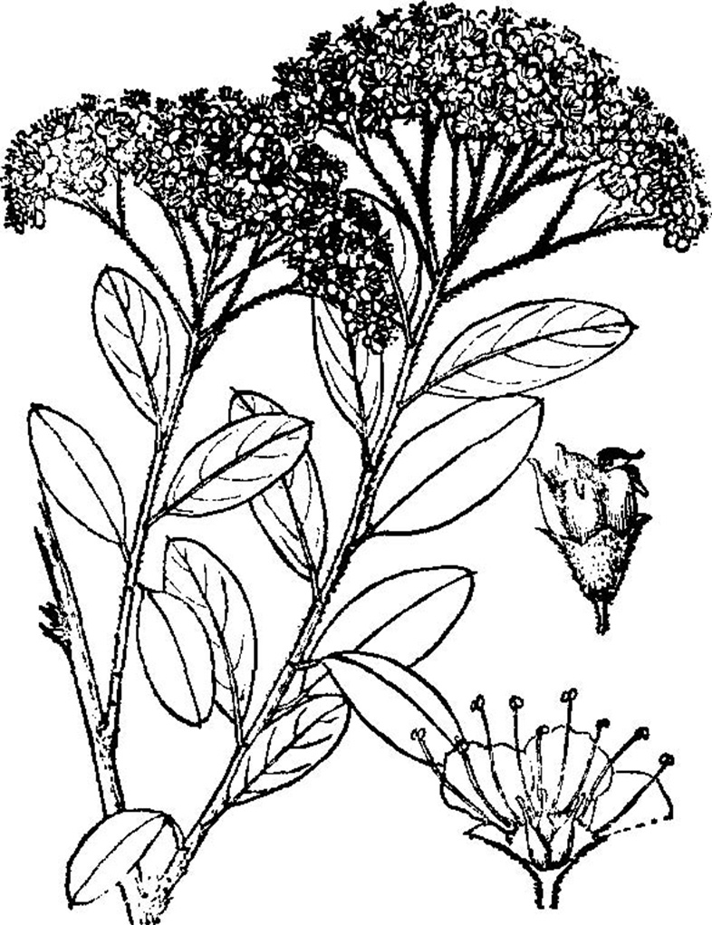 p>鄂西绣线菊(学名: i>spiraea veitchii /i>hemsl.