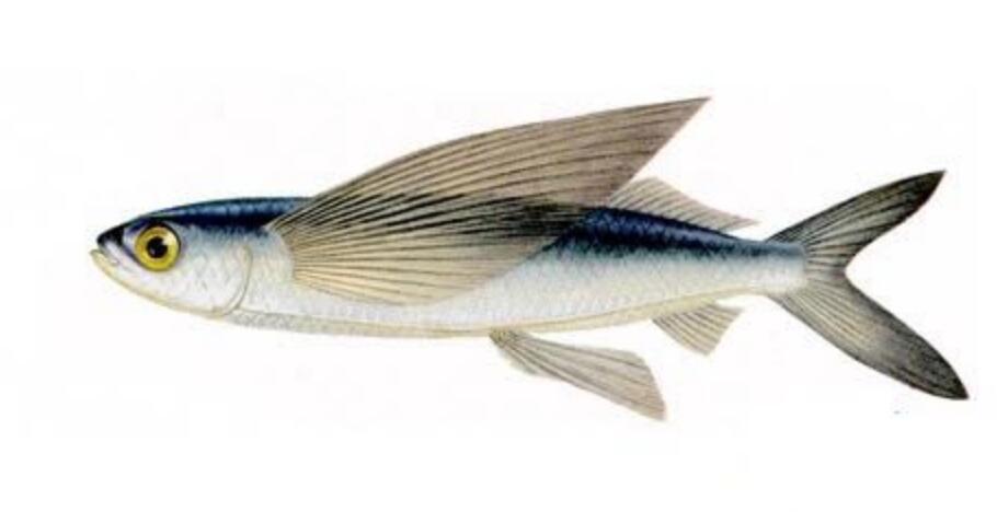  p>黄斑燕鳐,cypselurus katoptron,为飞鱼科燕鳐属的鱼类,暖水性上层