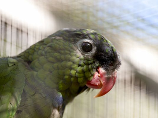  p>红嘴鹦哥圣玛尔塔亚种(学名: i>pionus sordidus ponsi /i>)羽毛