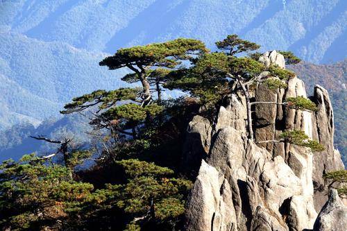 黄山奇松（安徽省境内的景点）_百度百科