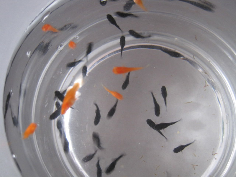 有 a target="_blank" href="/item/燕尾/9787" data-lemmaid="9787">