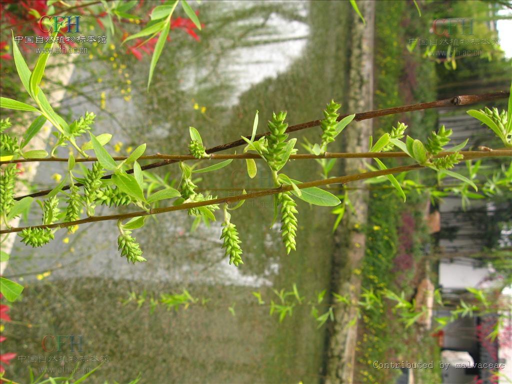  p>柳属是植物分类学中 a href="#" data-lemmaid="8635327">杨柳科 