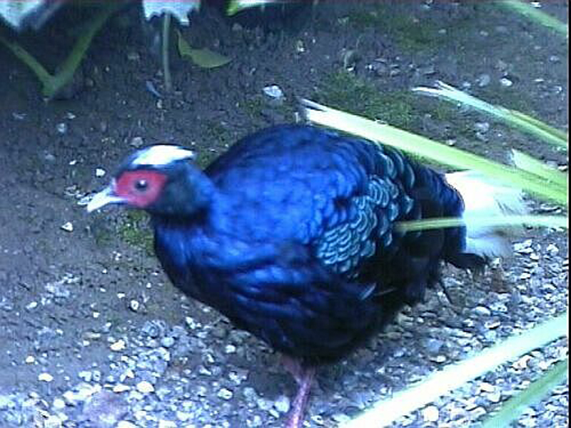 edwardss pheasant