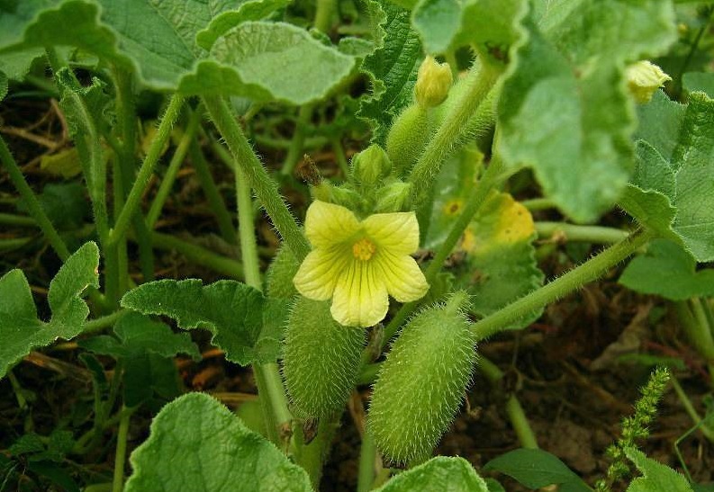 是葫芦科喷瓜属植物,蔓生草本;根伸长,粗壮.