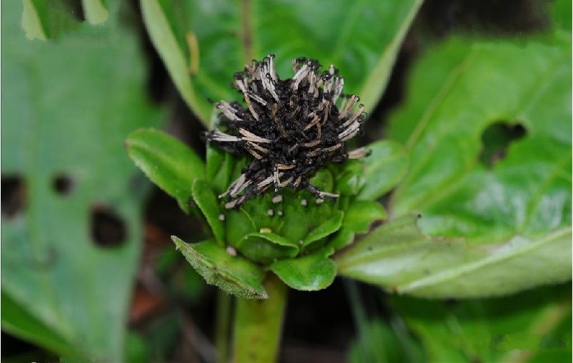 为菊科植物川木香 i>vladimiria souliei( franch.