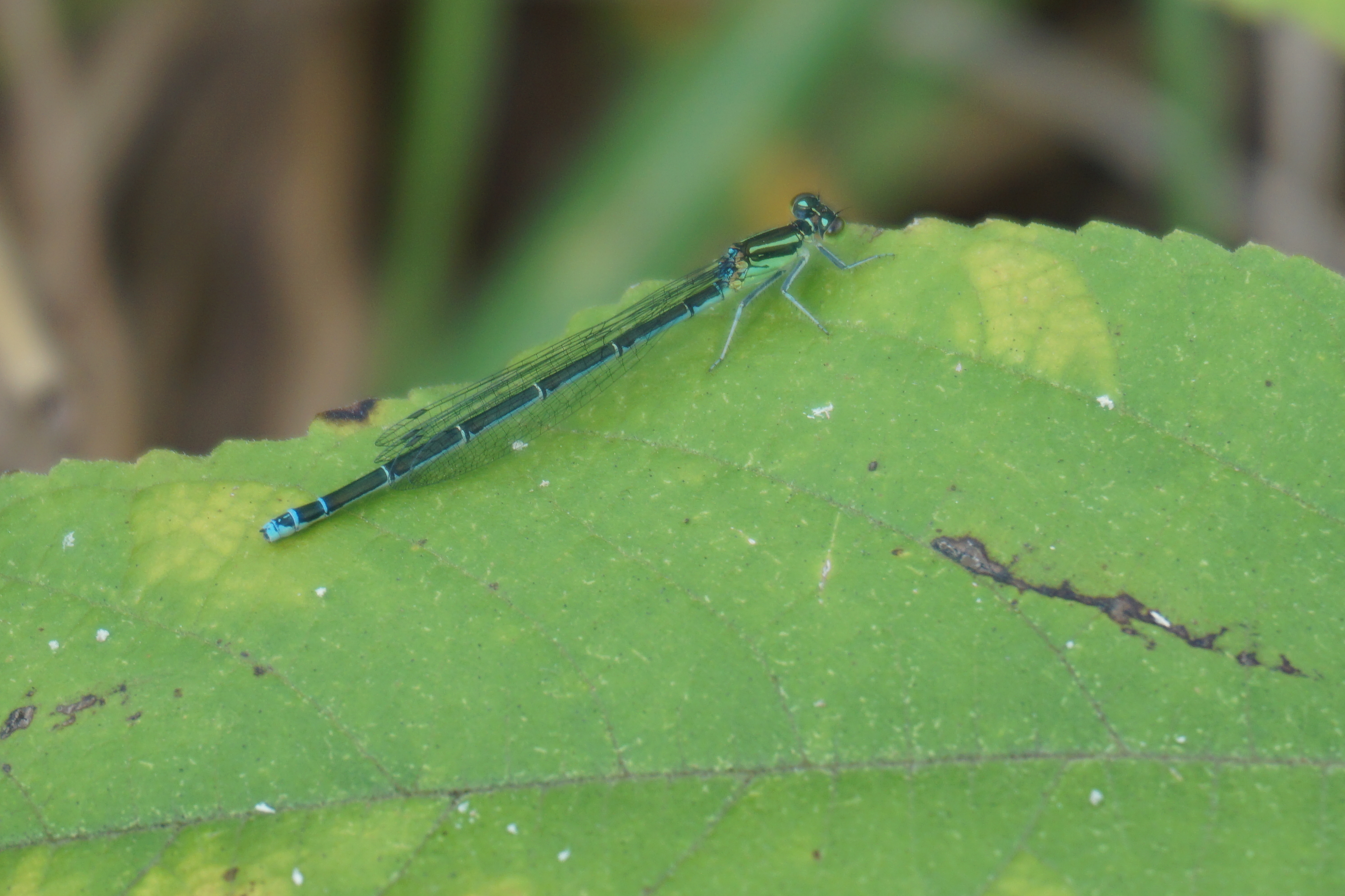  p>蓝纹尾蟌, a target="_blank" href="/item/蟌科/7371422" data