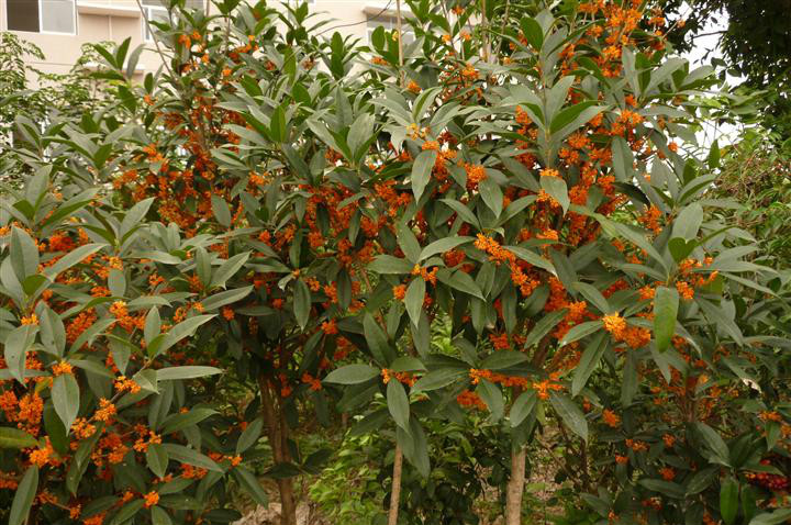  p>月月红(学名: i>osmanthus fragrangs /i> 'chenghuang