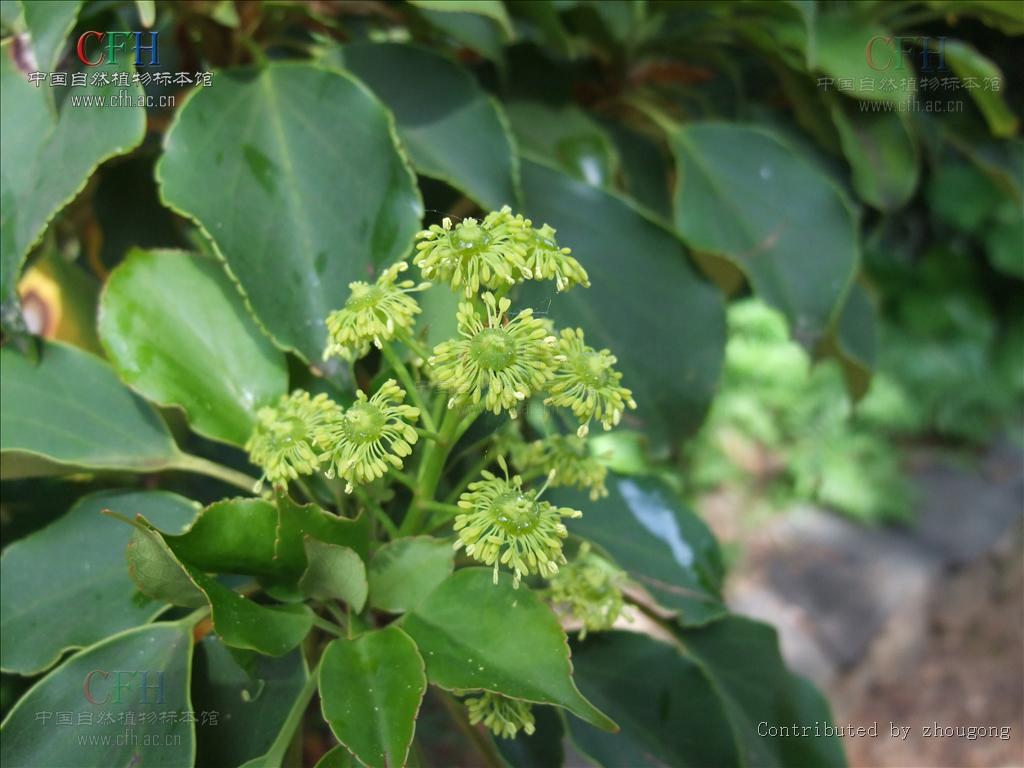 et zucc.)是昆栏树科下的一个属.属下只有一个物种:昆栏树. /p>