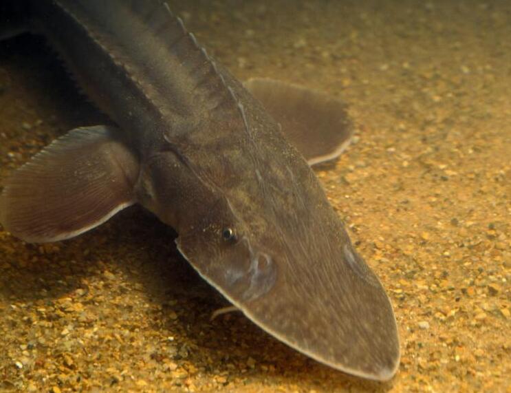 密苏里铲鲟是密苏里河和密西西比河中的大型鱼类之一