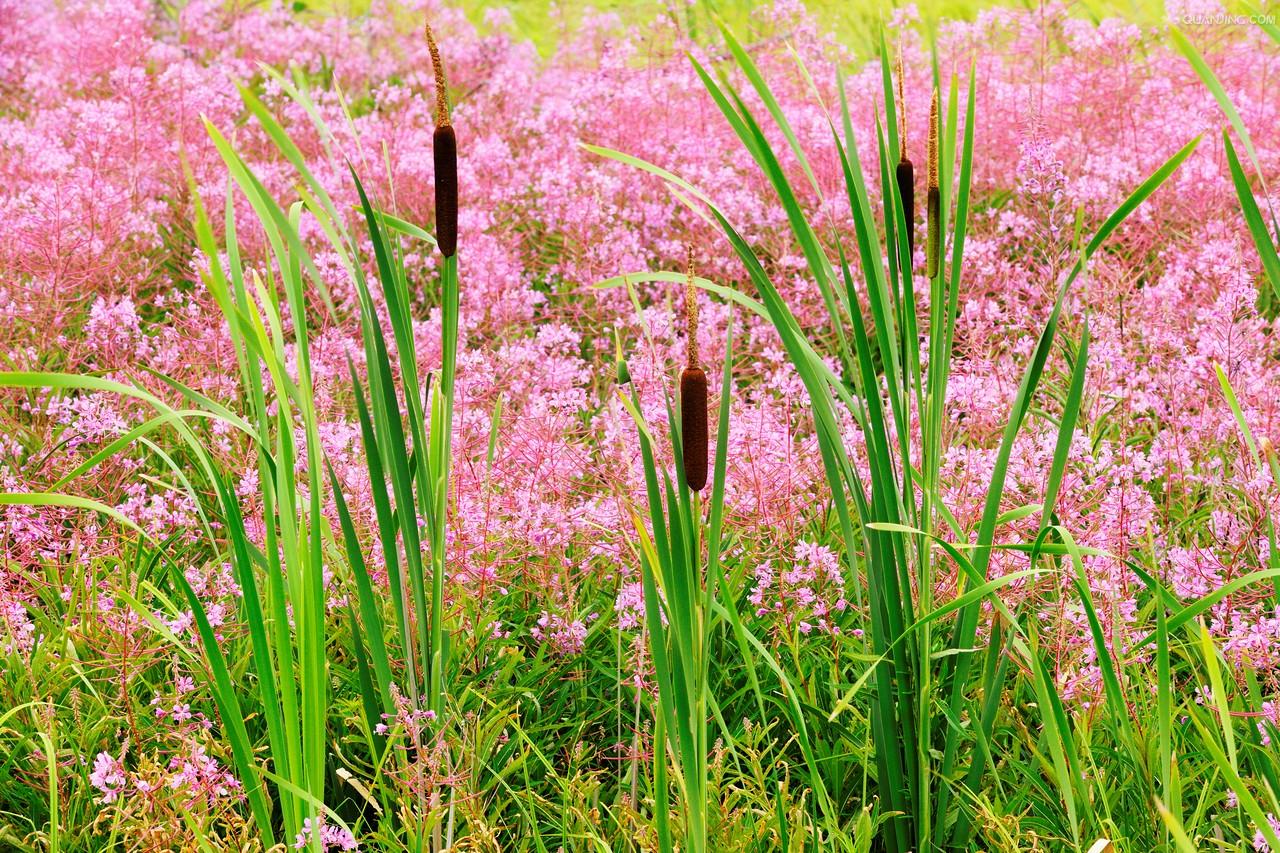  p>宽叶香蒲(学名: i>typha latifolia /i> linn.