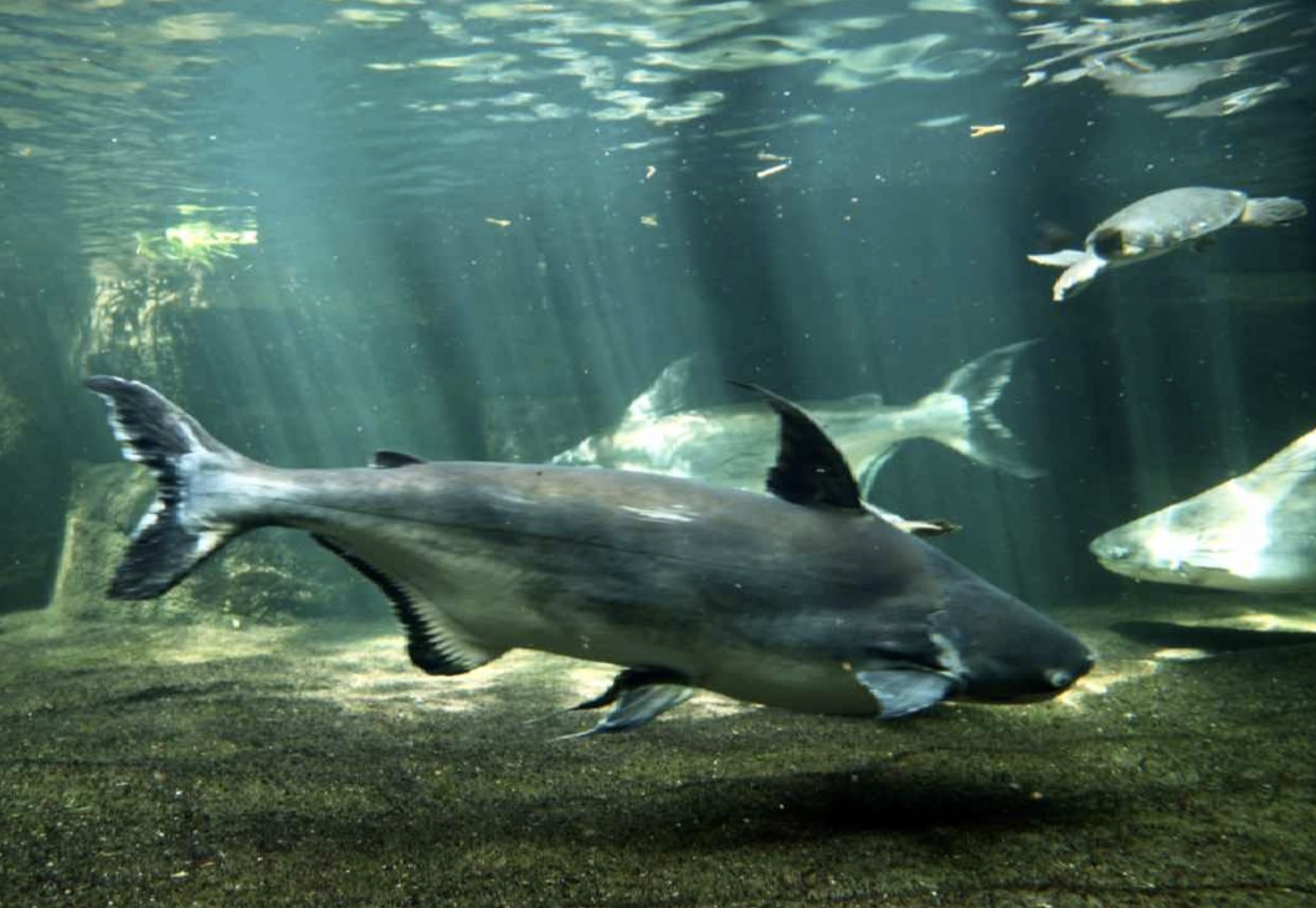  p>湄公河巨型鲶鱼(学名: i>pangasianodon gigas /i>)是𩷶科