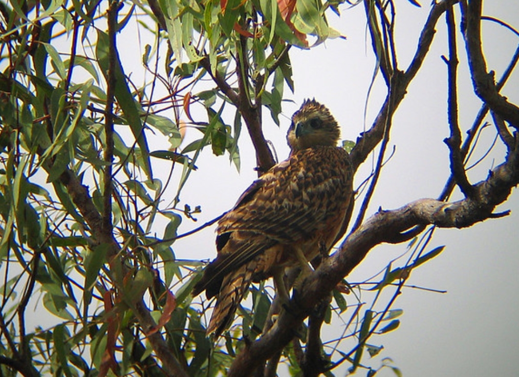  p>赤鹰(学名: i>erythrotriorchis radiatus /i>):为鹰科,赤鹰属的一