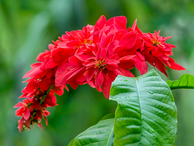  p>国花(英文名:the national flower,floral emblem):是代表国家 a