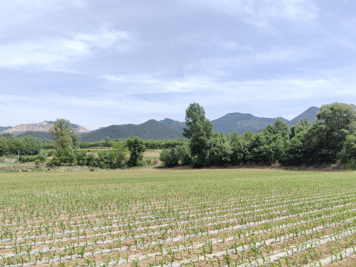 田地（汉语词语）_百度百科