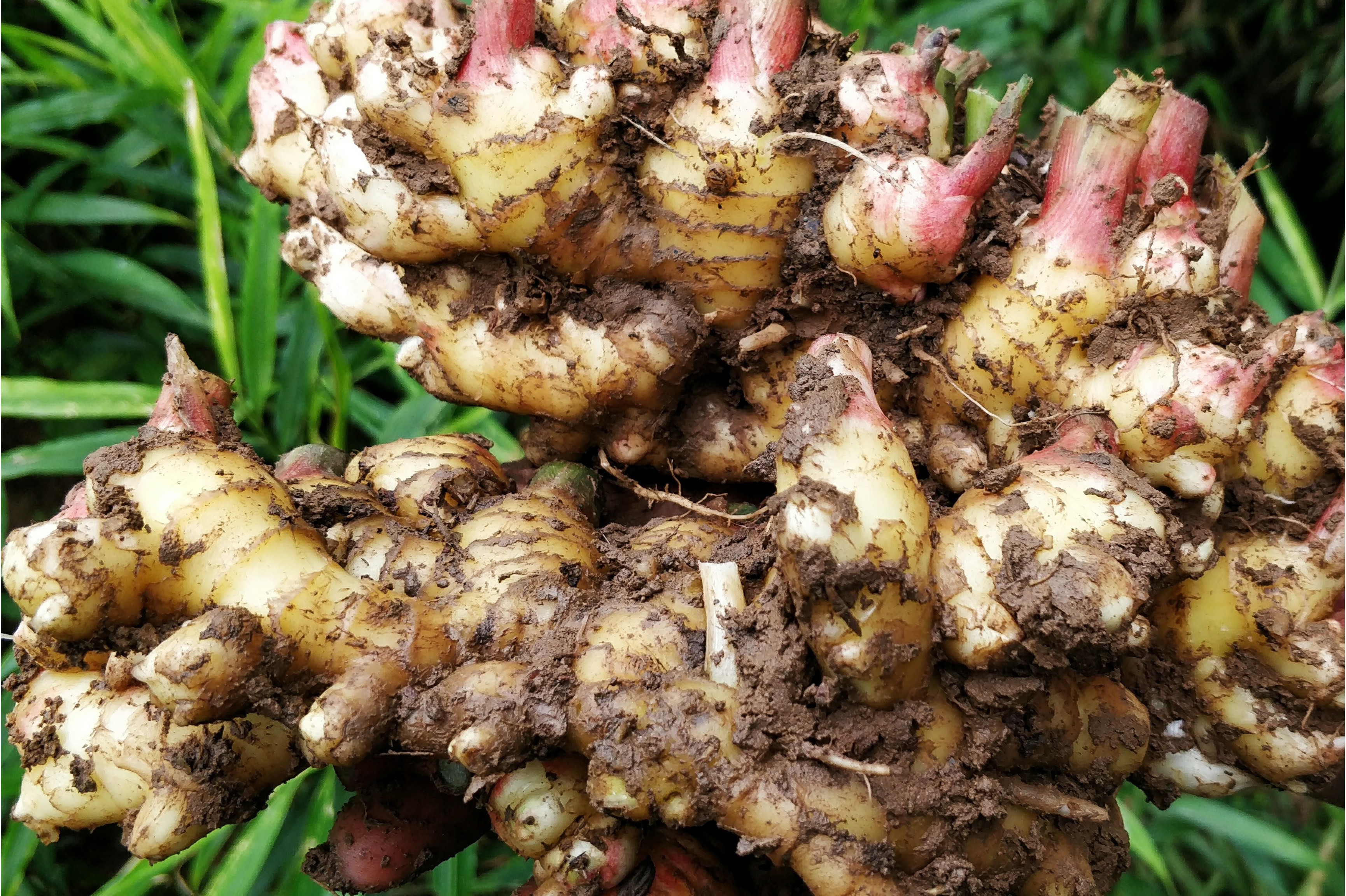 经古法炮制后,称铁板姜,犍为均姜. /p>