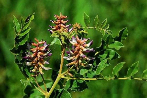 豆科甘草属多年草本植物,根外皮褐色里面淡黄色,味甜;茎直立,多乏枝