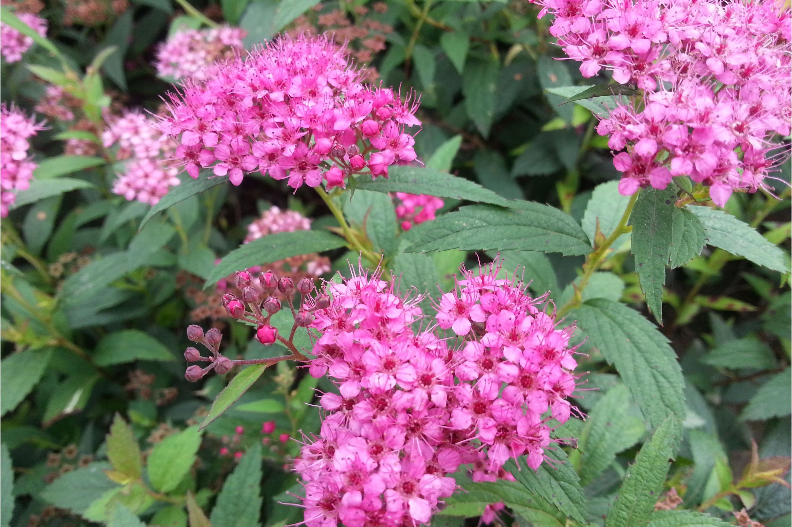 日本绣线菊无性系1号