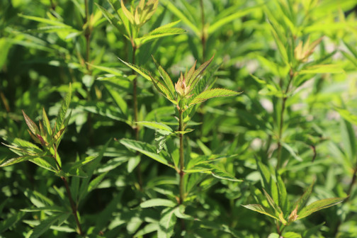 佩兰（菊科泽兰属植物）_百度百科