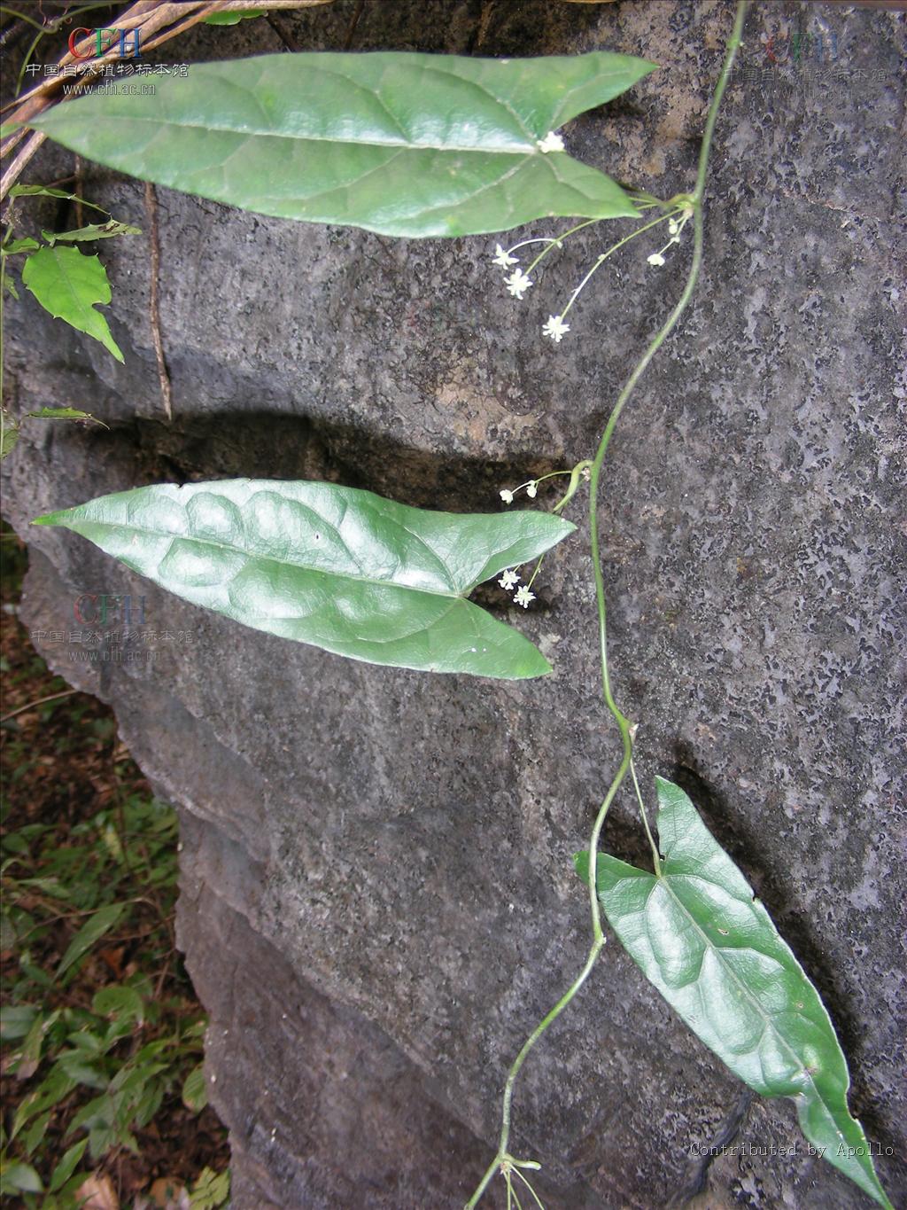 青牛胆