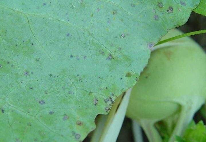  p>甘蓝黑斑病主要是由甘蓝链格孢引起的,发生在 a target="_blank"