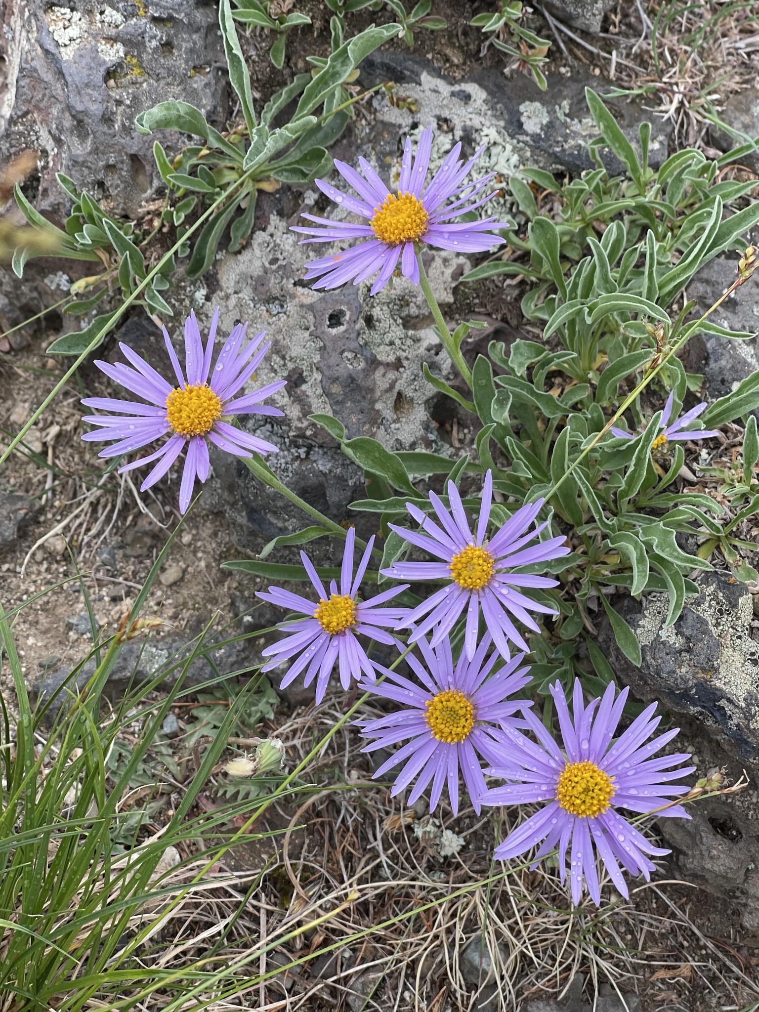 高山紫菀