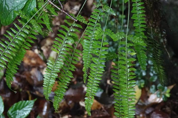  p data-id="gnatxkr639">半边铁角蕨(学名: i>asplenium unilaterale