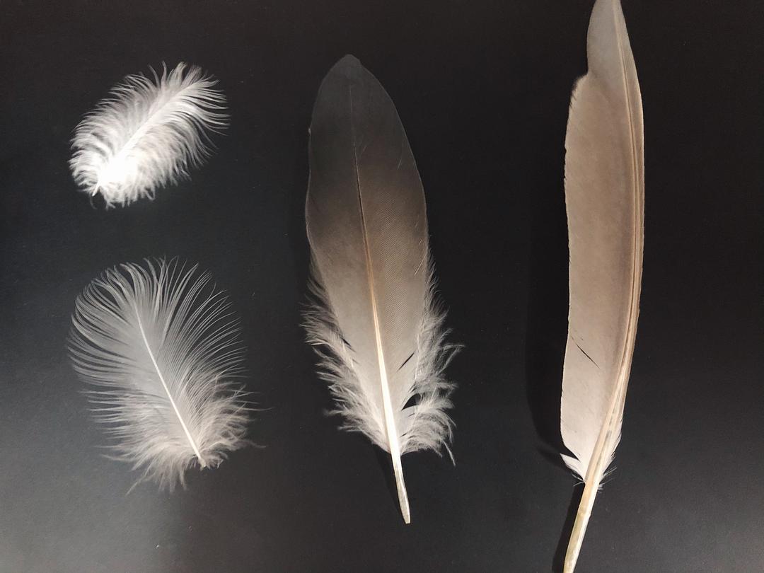 data-id="gnbifs739y">生物学鸟翼区后缘所着生的一列坚韧强大的羽毛