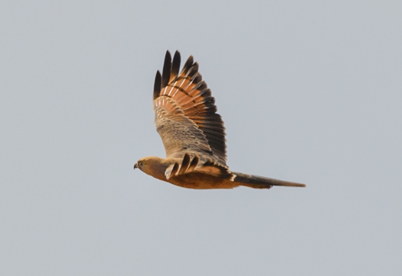  p>蝗鵟鹰(学名: i>butastur rufipennis /i>):是鹰形目,鹰科,鵟鹰属